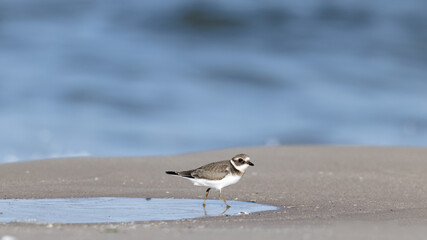 Ringed plover, Charadrius hiaticula walking on the beach