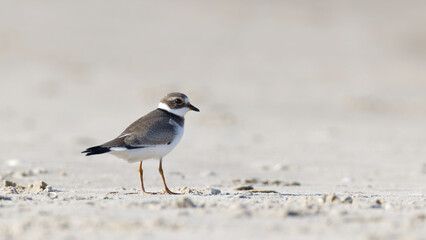 Ringed plover, Charadrius hiaticula walking on the beach