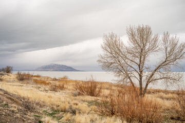 Utah Lake, Vineyard Beach bare tree in dry golden field overlooking lake with cloudy sky and distant snow-covered mountain island in March