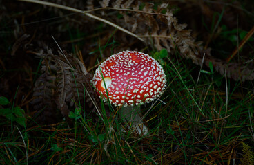 fly agaric mushroom
