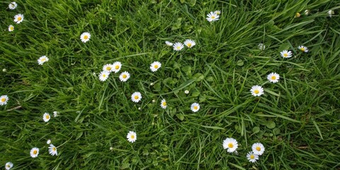 Spring's gentle embrace:  daisies in full bloom, a top-down view against a verdant backdrop.