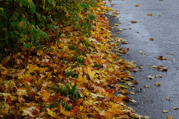 autumn leaves on the ground