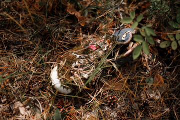A sneaker overgrown with grass and moss is thrown into the forest. Environmental safety of the forest.
