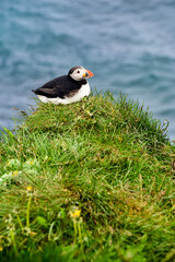 Puffins in Borgarfjörður Eystri reserve sanctuary. Iceland