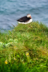 Puffins in Borgarfjörður Eystri reserve sanctuary. Iceland