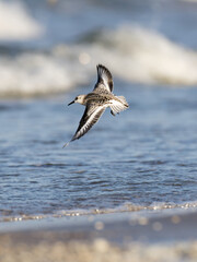 dunlin, calidris alpina flying , wings spread