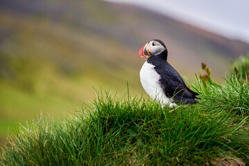 Puffins in Borgarfjörður Eystri reserve sanctuary. Iceland