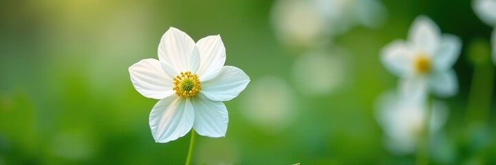 Close-up shot of delicate white flowers of Japanese anemone blooming in a garden in Moscow,  close-up shot,  Japanese anemone