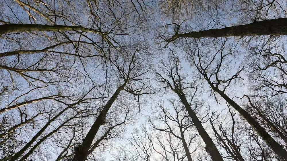 Poster moving shot of trees from underneath.