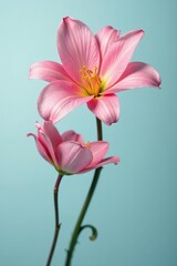 Naklejka premium Close-up shot of two monochromatic flowers, isolated, grayscale