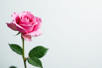 Fototapeta premium Single delicate pink rose blossom on white background, botanical, vibrant