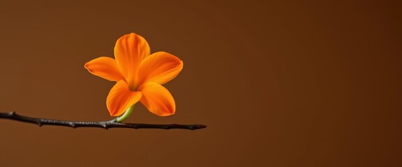 Single vibrant orange blossom on dark stem, elegant simplicity, stock photo, single flower