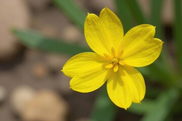 Fototapeta premium Close-up shot of yellow cruciform flowers of Moapa bladderpod in Gold Butte National Monument, wildflowers, conservation