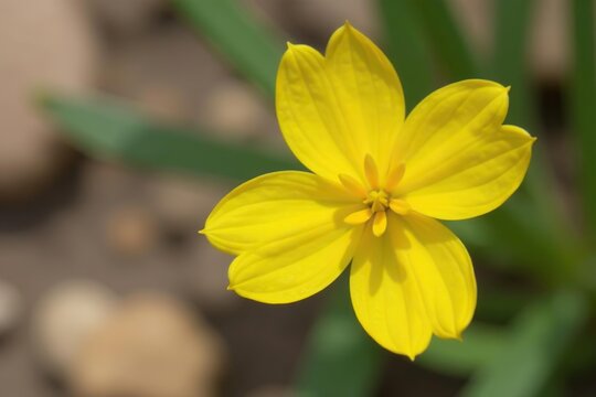 Close-up shot of yellow cruciform flowers of Moapa bladderpod in Gold Butte National Monument,  wildflowers,  conservation