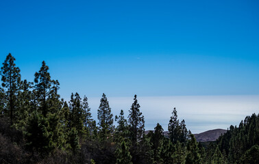 A forest with a blue sky in the background. The trees are tall and the sky is clear