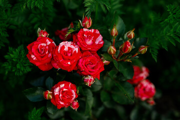 Beautiful red rose Bush red roses, bouquet of red roses