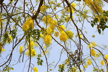Cassia fistula flower on tree