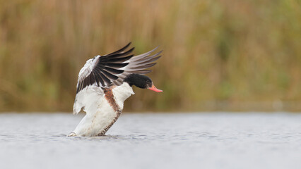 Shelduck (Tadorna Tadorna) flapping its wings