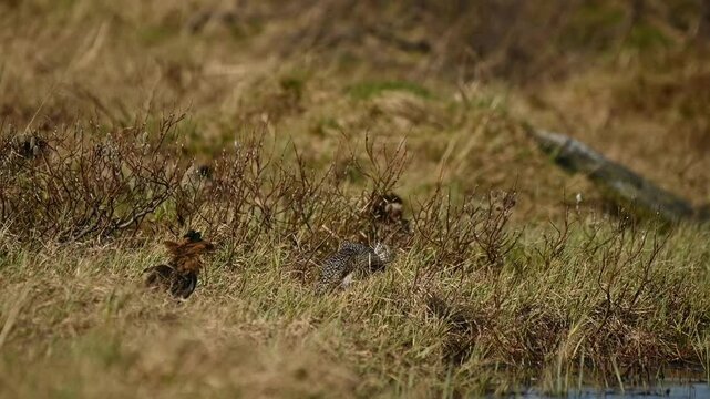 Handheld clip of ruff birds Calidris pugnax performing an elaborate mating display in grassland during spring in northern Norway