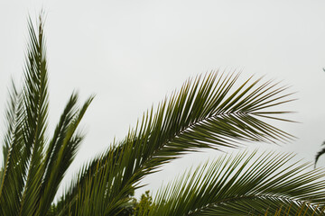 Close-Up of Palm Leaves Against Overcast Sky