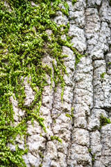 Mossy tree trunk. Natural pattern. Tree bark surface texture. No people, nobody. Vertical photo.