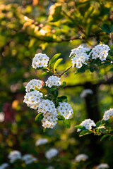 White spiraea