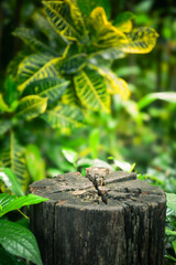 Wooden timber and fresh green nature garden background.