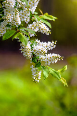 Bird cherry branches in the garden in spring