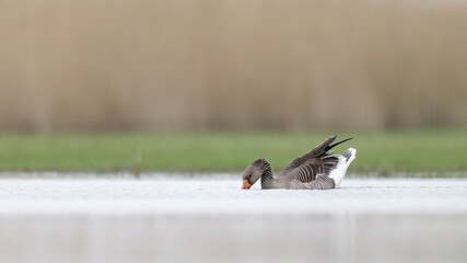 Graylag goose (Anser anser) swimming