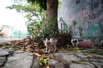 Stray cat with alert eyes captured in a candid street moment.