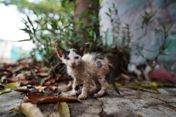 Stray cat with alert eyes captured in a candid street moment.