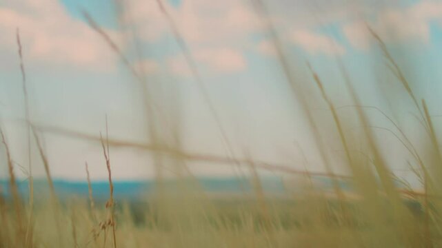 Wyoming, Wheat, Fluttering, Pink Sky