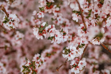 Cherry trees in bloom in spring.