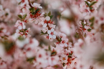 Cherry trees in bloom in spring.