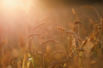 Wheat, rye field. Ears of golden wheat, rye. Beautiful Sunset Landscape. Background of ripening...