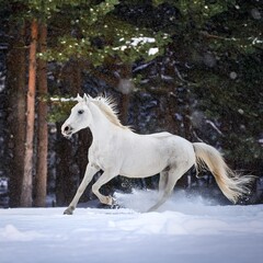 Obraz premium White horse galloping through the snow in a winter forest, snowflakes falling