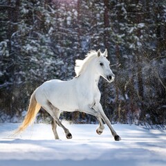 White horse galloping through the snow in a winter forest, snowflakes falling