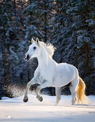 Fototapeta premium White horse galloping through the snow in a winter forest, snowflakes falling