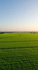 A sprawling field of vibrant green rice, bathed in the soft glow of the morning sun.