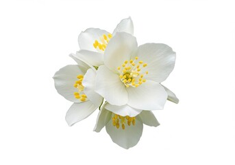 Fototapeta premium A cluster of white jasmine flowers with yellow centers on a white background close up studio shot