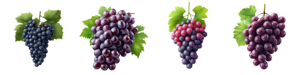 Bunches of lush purple grapes hang from verdant vines with green leaves representing the bounty of the vineyard