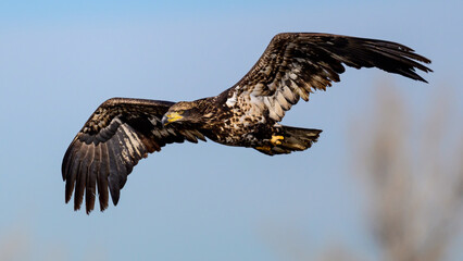 Juvenile bald eagle in flight.
