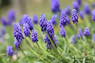 un joli bouquet de muscari
