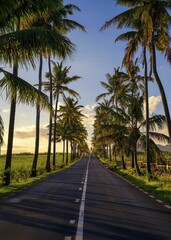 Obraz premium A picturesque road lined with tall palm trees in Bel Ombre, Mauritius, bathed in warm sunset light, with lush greenery and distant mountains in the background.