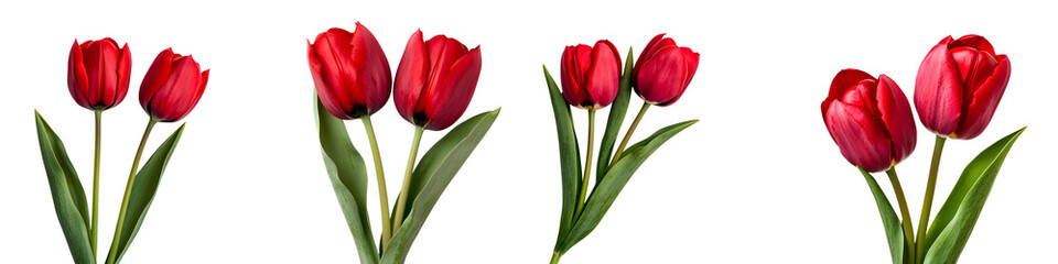 Fototapeta premium A beautiful arrangement of lush red tulips with green leaves showcasing the elegance and beauty of this classic spring flower