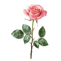 Pink Rose Image on transparent background