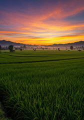 Fototapeta premium Spectacular sunrise illuminates a vast green rice field with a breathtaking sky.