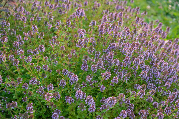Flowering thyme plants in a sunny meadow.
