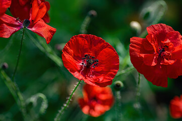 Red poppy flowers blooming in a sunny meadow.