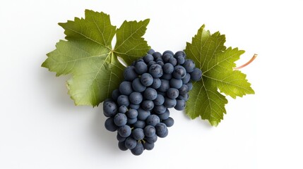 Fototapeta premium Fresh Black Grapes Bunch with Green Leaves on White Background